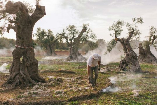 Ein Beispiel aus der Arbeit von Patricia Kühfuss aus Hannover über die fatalen Folgen durch aus Costa Rica eingeschleppte Bakterien für die Olivenbäume in Italien.
